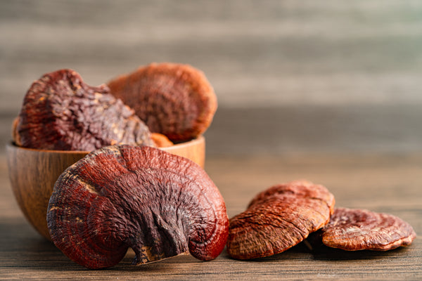 ganoderma medicinal mushrooms
