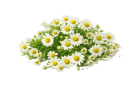 Chamomile