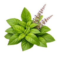 Tulsi (Holy Basil)