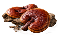 Red Reishi (Ganoderma Lucidum)