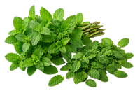 Peppermint