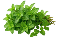 Spearmint